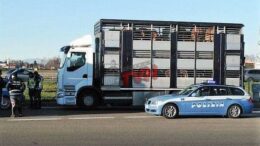 CONTROLLI DELLA POLIZIA STRADALE SU TRASPORTI DI ANIMALI VIVI
