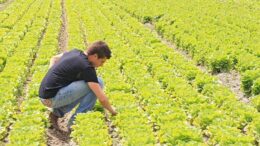 ORTOFRUTTA: COLDIRETTI, PERSI QUASI 300MILA ETTARI IN 15 ANN