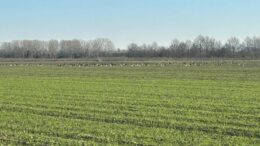 EMERGENZA SELVATICI.  CENTINAIA DI ETTARI DI GRANO SPAZZATI VIA DAL PASSAGGIO DELLE OCHE.