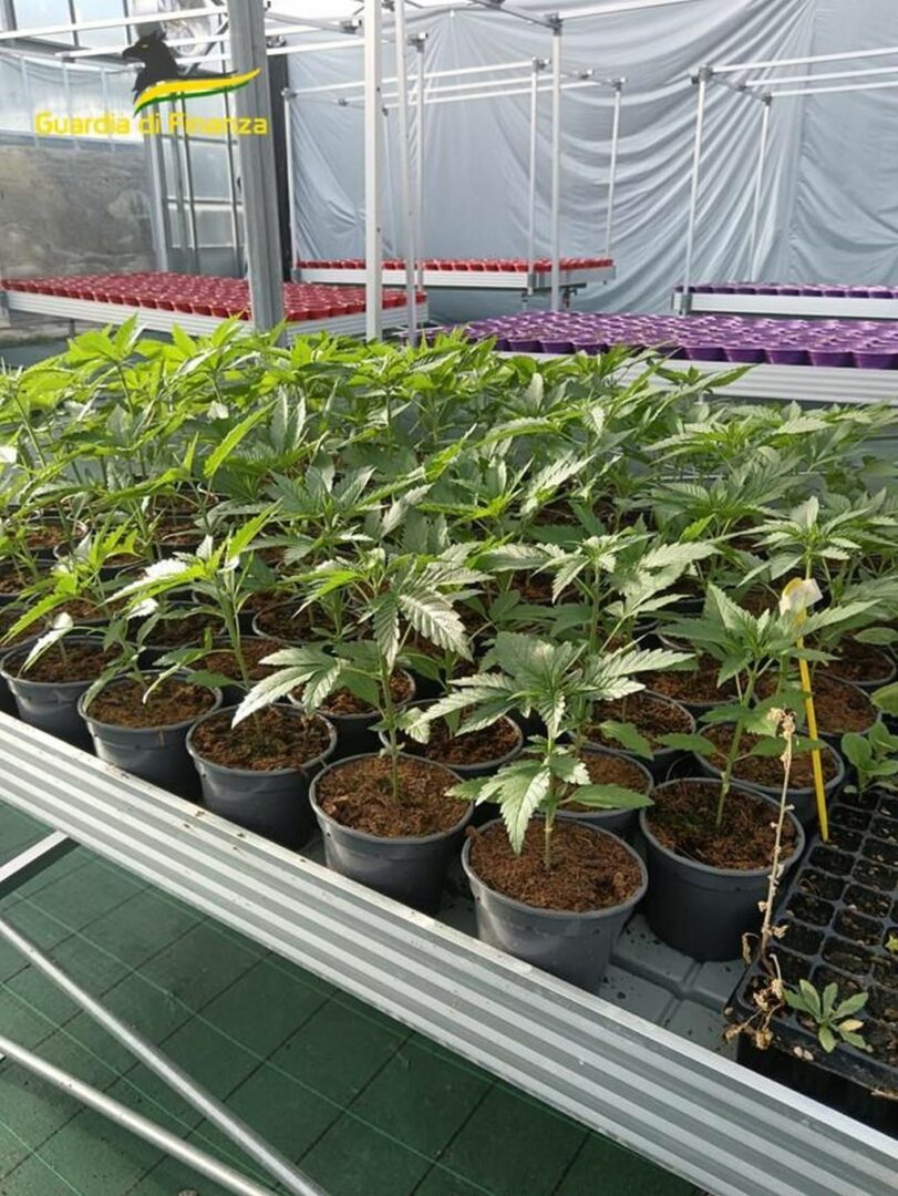Savona, smantellata rete dedita al traffico internazionale di droga Savona, smantellata rete dedita al traffico internazionale di droga