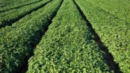 Pesto Barilla, la qualità parte in aula con l’Accademia del Basilico