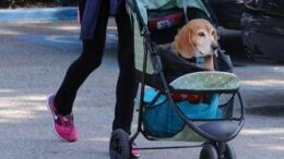 Cani nuovi bambini? Ricerca svela cosa lega il boom dei pet alle culle vuote
