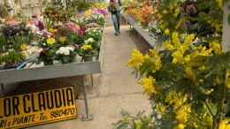 I FIORI DELLE DONNE NEI MERCATI DI CAMPAGNA AMICA DEL VENETO