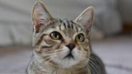 Aviaria, gatti positivi a New York: “Ma rischio per cittadini resta basso”