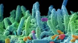 L’arma segreta del superbug: produce ‘antibiotici’ contro germi concorrenti