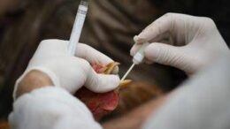 Aviaria, vaccino sperimentale promette protezione completa contro H5N1: cosa significa