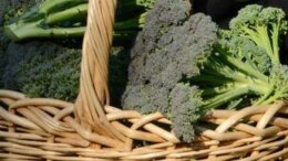 Broccoli superfood anti-aging, tutti i segreti svelati dall’immunologo-nutrizionista