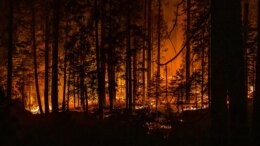La Giunta della Calabria dà l’ok al piano contro gli incendi boschivi