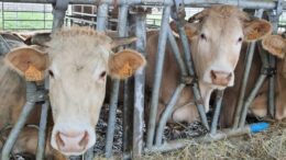 SQNBA: IL SISTEMA QUALITA’ NAZIONALE BENESSERE ANIMALE