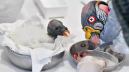 Al Bioparco di Roma è nato un raro avvoltoio Papa