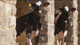 CONTRIBUTI PER IL SOSTEGNO DEL COMPARTO BOVINO DA CARNE
