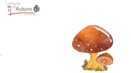 Raccolta funghi in Provincia di Padova