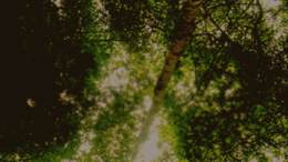 ALTROVE – Buona musica al Parco Storico del Comune