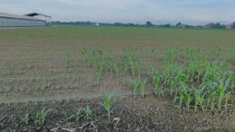 COLDIRETTI ROVIGO: BRUCO MANGIA MAIS, COLPITI CENTINAIA DI ETTARI