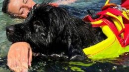 Estate, Sics: “300 cani salvataggio pronti per le accademie e i corsi internazionali”