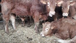 CONTRIBUTI PER IL SOSTEGNO DELL’ALLEVAMENTO DELLE RAZZE BOVINE AUTOCTONE
