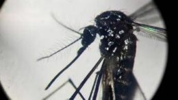 Dengue, un caso in provincia di Como: “Piano di disinfestazione, no prodotti dell’orto”