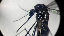 Dengue, in Italia quasi 700 casi in 2024. Torna allarme zanzare, Bassetti: “Momento di agire”