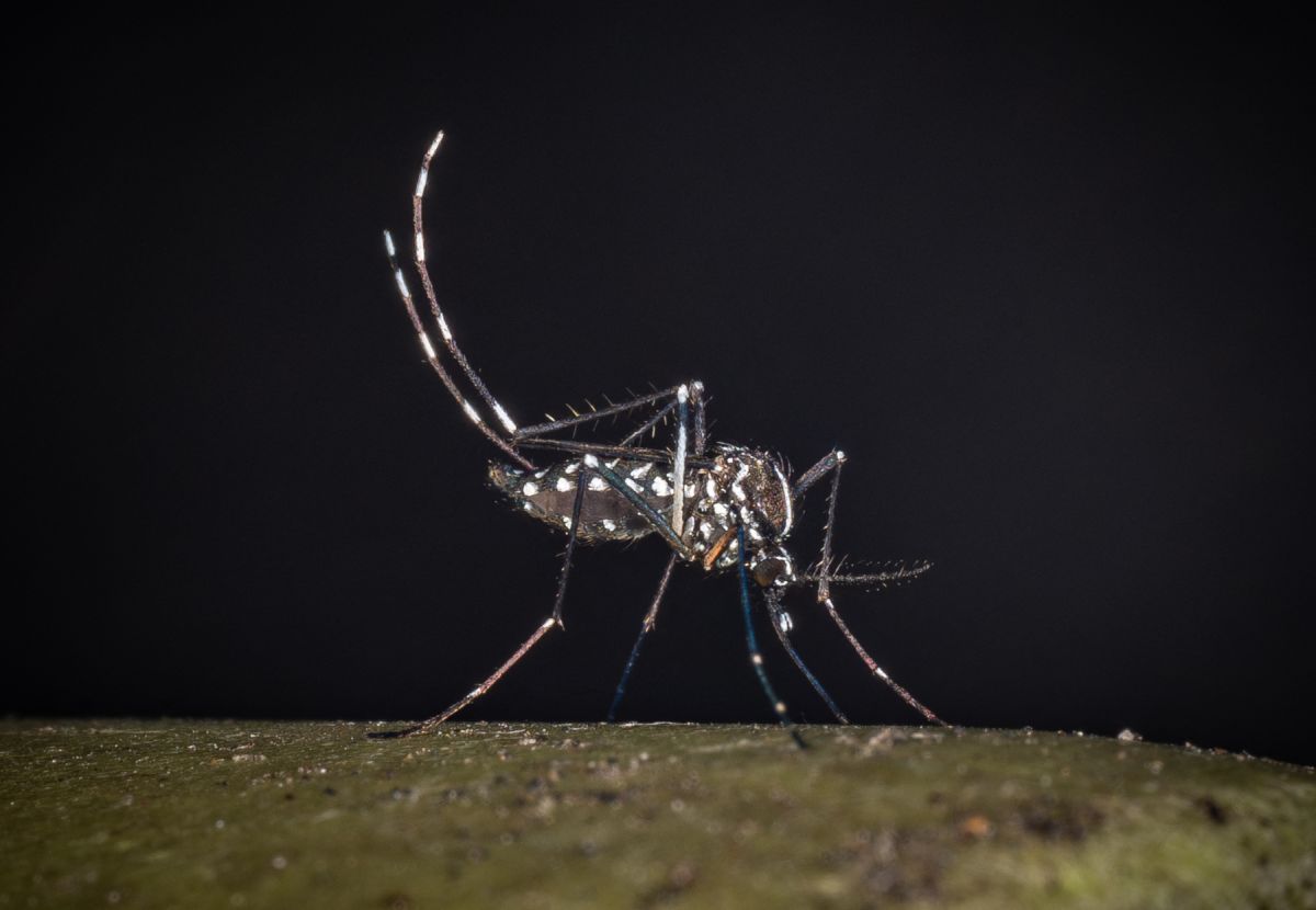 West Nile, al 23 luglio 32 casi di cui 21 in provincia di Latina West Nile, al 23 luglio 32 casi di cui 21 in provincia di Latina