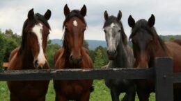 Cura e gestione del cavallo: l’importanza di un supporto nutrizionale mirato