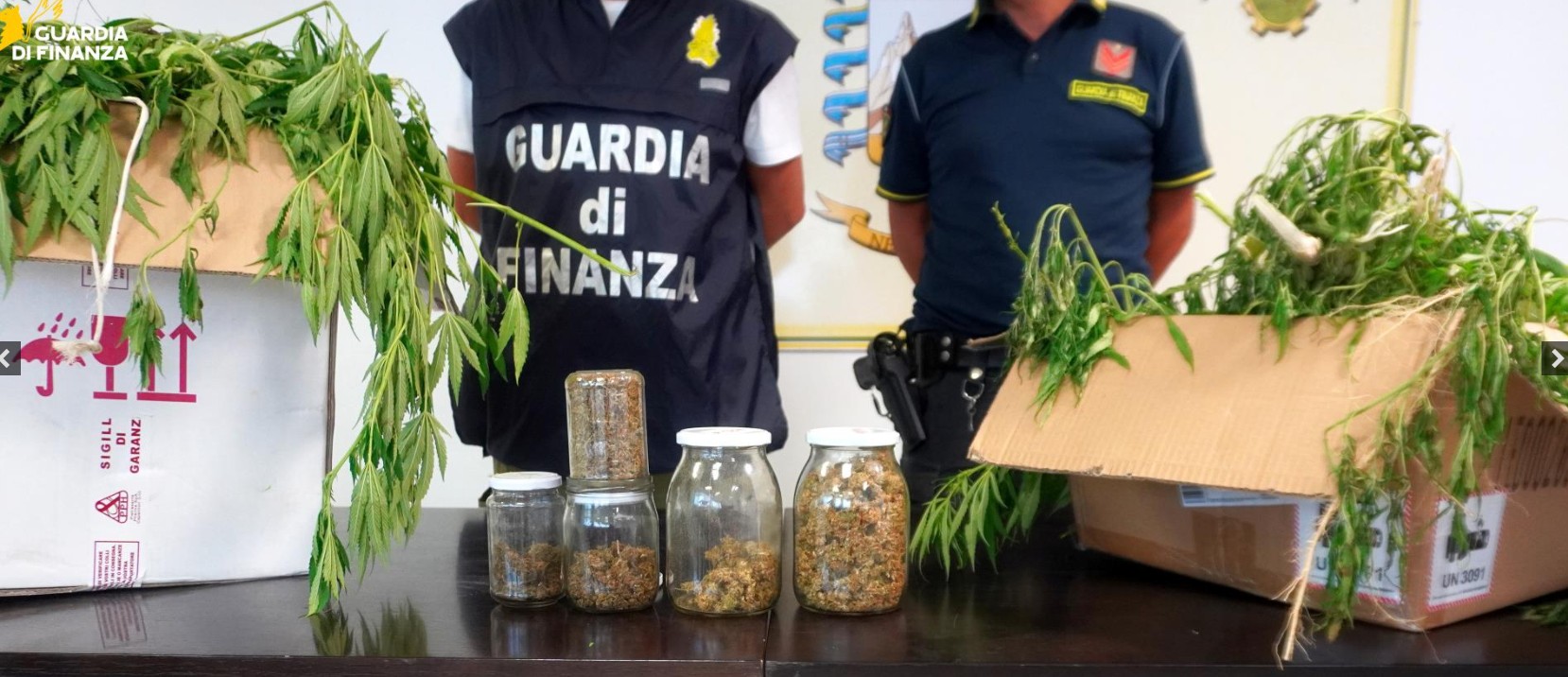 Chieti, 20 chili di marijuana nascosti tra la vegetazione Chieti, 20 chili di marijuana nascosti tra la vegetazione