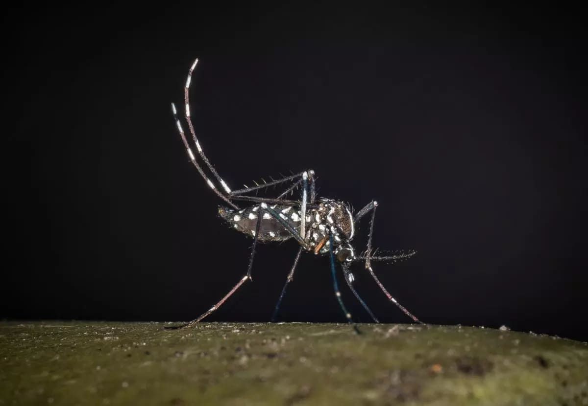 Iss, salgono a 275 i casi confermati di West Nile in Italia. 19 decessi Iss, salgono a 275 i casi confermati di West Nile in Italia. 19 decessi