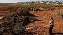 Cisgiordania, bulldozer israeliani sradicano centinaia di olivi