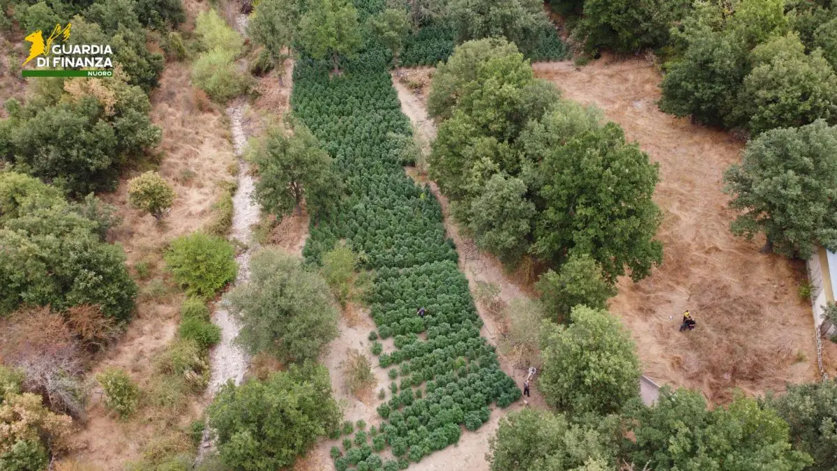 Sequestrate nel Nuorese due tonnellate e mezzo di droga Sequestrate nel Nuorese due tonnellate e mezzo di droga