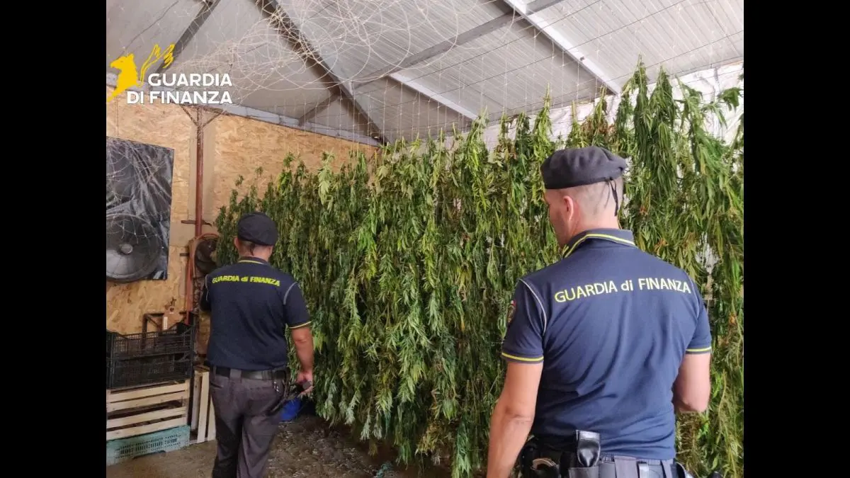 Scoperta maxi piantagione di marijuana nel Palermitano, un arrestato Scoperta maxi piantagione di marijuana nel Palermitano, un arrestato