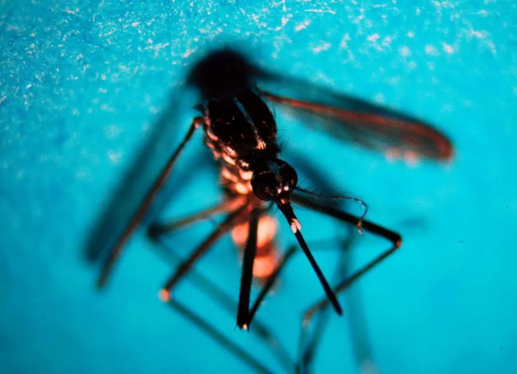 Da inizio anno 718 casi di West Nile in Italia, 49 decessi Da inizio anno 718 casi di West Nile in Italia, 49 decessi