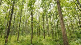 Ambiente, a Castel Gandolfo l’evento ‘Cattedrali della Natura’