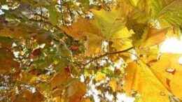 Estate di San Martino, ecco fino a quando dureranno temperature miti e sole: il meteo