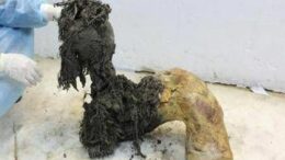 Gli ultimi momenti di vita del mammut lanoso Yuka svelati dall’Rna più antico del mondo