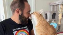 Come accarezzare i gatti, ecco la ‘ricetta’ infallibile per farsi amare