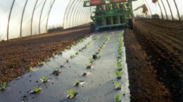 Agricoltura: telo Mater-Bi ammendante inorganico secondo Regolamento Ue