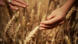 Mondelez, Mangiarotti: “Con Harmony supportiamo introduzione di tecniche di agricoltura rigenerativa”