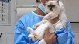 A Roma Supercatshow 2025, veterinario Coccìa: ‘Fake l’anaffettività del gatto, ama a modo suo’