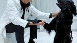 Perché i cani danno la zampa? Ecco come capire le richieste di Fido