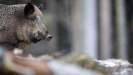 Caricato da un cinghiale durante battuta di caccia, morto pensionato