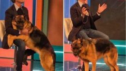 Pitbull attacca padrone e viene ucciso, il veterinario: “Cane non educato diventa problema”