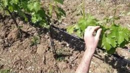 Territori Bio: la pulizia del verde in vigneto a cura del Biodistretto dei Colli Euganei