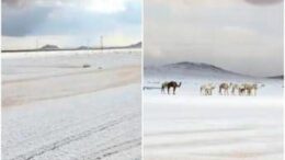 L’Arabia Saudita ‘riscopre’ la neve, primi fiocchi dopo 30 anni