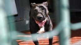 Pitbull aggredisce il padrone, la moglie uccide il cane e lo salva