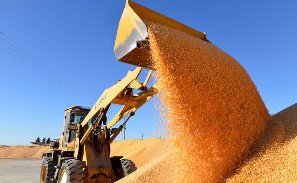 Cina, boom nella produzione di cereali nel 2025 Cina, boom nella produzione di cereali nel 2025