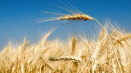 PREZZI: CUN UNICA È VITTORIA COLDIRETTI CONTRO MANOVRE TRAFFICANTI DI GRANO