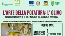 L’arte della potatura dell’ulivo, formazione a febbraio