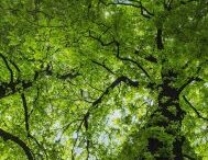 ALBERI, LINEE GUIDA PER LA PARTECIPAZIONE