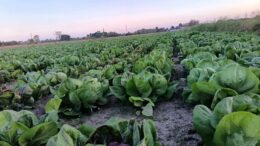 MANOVRA: COLDIRETTI, DA ZES AGRICOLA A SEMPLIFICAZIONI RIFIUTI, MISURE IMPORTANTI PER LE AZIENDE