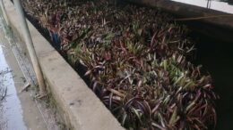 LE AZIENDE AGRICOLE DI COLDIRETTI CAMPAGNA AMICA VENEZIA, DOMANI ALLA FESTA DEL RADICCHIO A MIRANO   