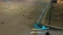 Capodanno, strage di uccelli a Roma ma la foto sui social è un fake